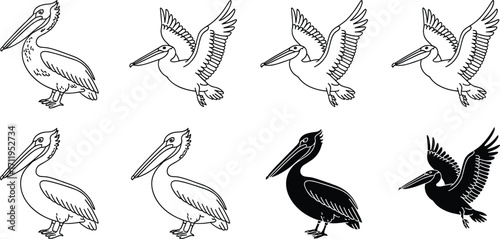 Pelican illustrations, seabird vector art, coastal wildlife design, marine bird silhouette, ocean animal graphic, waterfowl artwork, nautical nature drawing, tropical shore bird icon