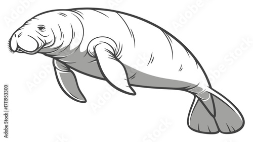 Manatee illustration marine mammal drawing aquatic animal design grayscale vector art wildlife ocean creature sea cow endangered species nature fauna underwater sea life graphic ill.