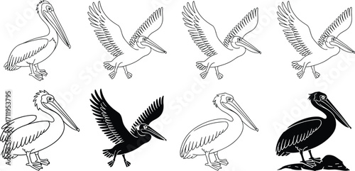 Pelican illustrations, seabird vector art, coastal wildlife design, marine bird silhouette, ocean animal graphic, waterfowl artwork, nautical nature drawing, tropical shore bird icon
