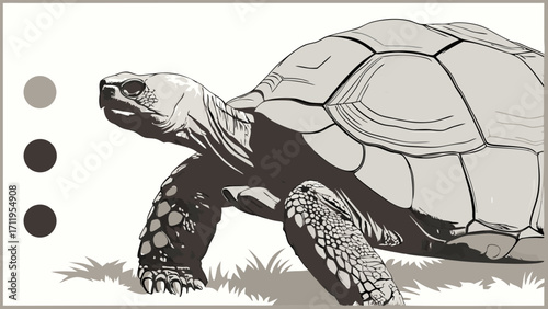 Stylized grayscale illustration of a tortoise wildlife animal reptile nature shell drawing.
