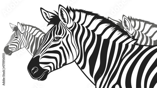 Two Zebras Head Profile Black and White Stripes African Wildlife Animal Portrait Vector Illustration.