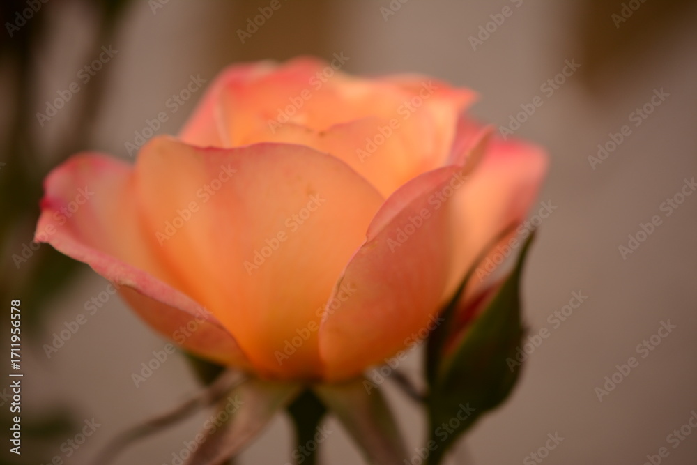 Fototapeta premium Most beautiful open pink rose.