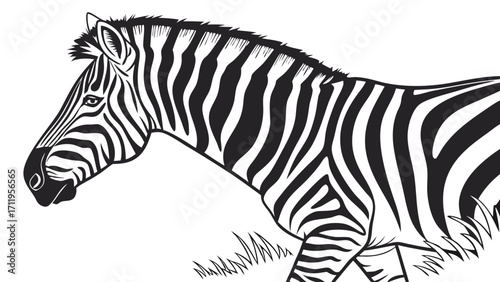 Zebra head profile black and white illustration equine animal wild animal African animal nature wildlife stripes pattern monochrome graphic design vector illustration zoology mammal.