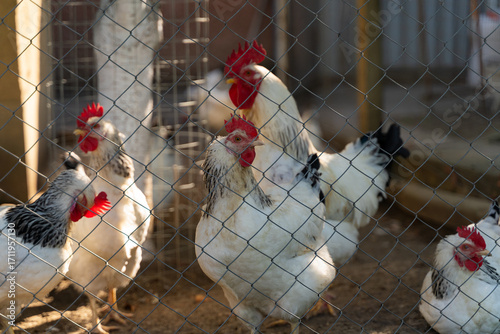 Tableau sur toile A flock of black-and-white chickens is gathered in a fenced area, displaying nat