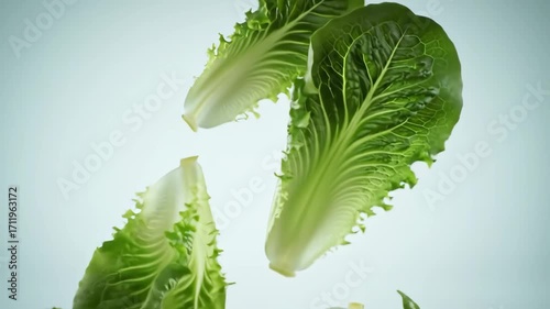 Fresh romaine lettuce leaves falling slowly in studio lighting