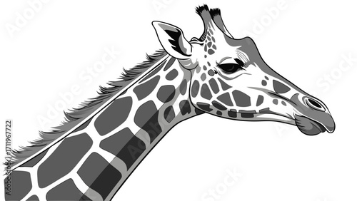 Giraffe Head Profile Monochrome Illustration Wildlife Animal Art African Safari Theme Zoo Animal Graphic Elegant Design for Print or Web.