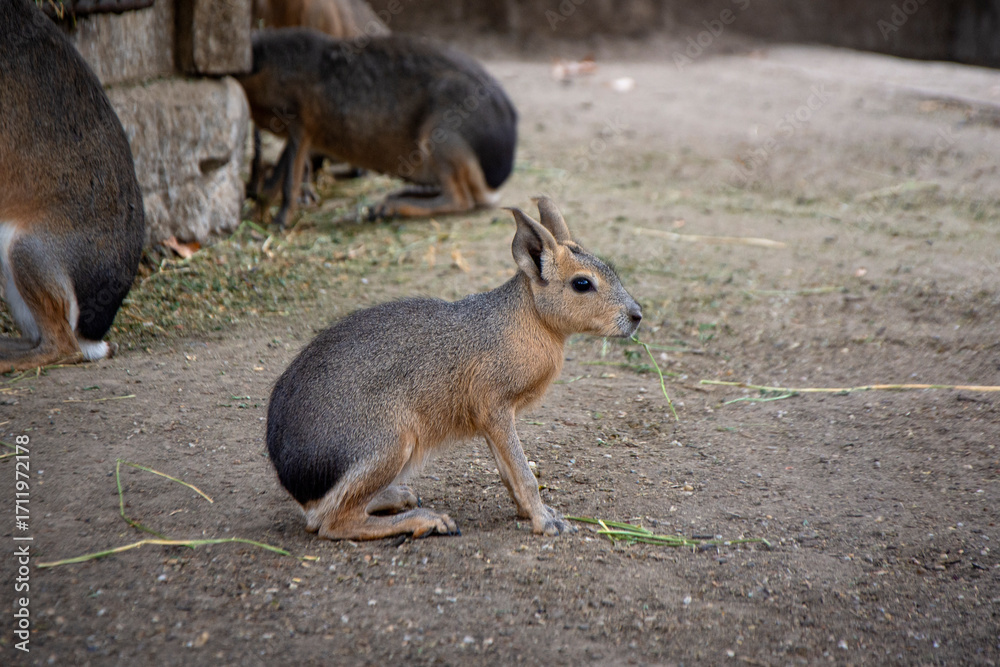 Fototapeta premium Mara - cute large rodent, guinea pigs close relative