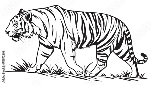 Striped Tiger Walking in Grass Black and White Illustration Wildlife Art Big Cat Graphic.