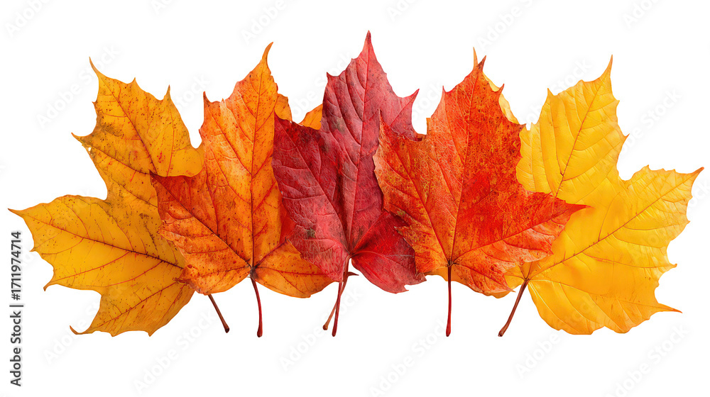 Autumnal Maple Leaves Arrangement Autumnal Maple Leaves Arrangement