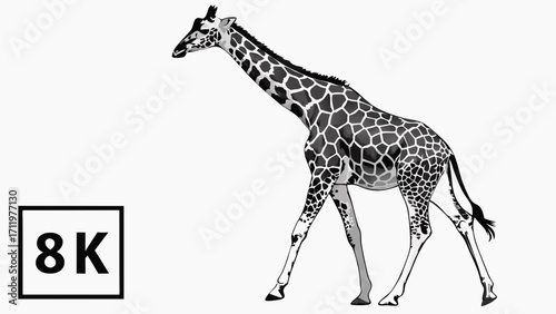 High-Resolution 8K Graphic of a Giraffe Walking Black and White Animal Illustration Wildlife Design Safari Theme.