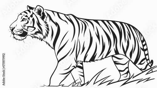 Striped big cat walking in the grass black and white vector illustration.