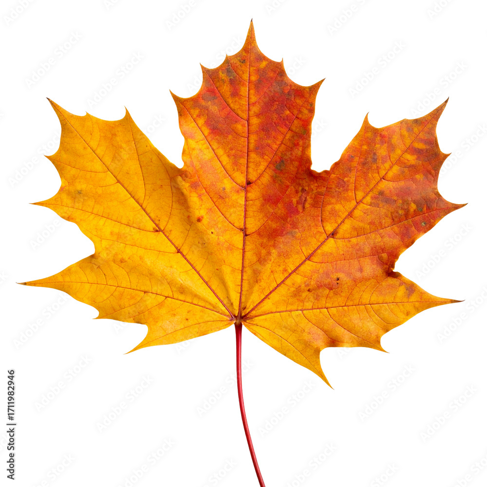 custom made wallpaper toronto digitalGolden fall maple leaf isolated on a white background with red, orange, and yellow autumn foliage