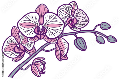 pink orchid flower