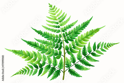 fern leaf isolated on white