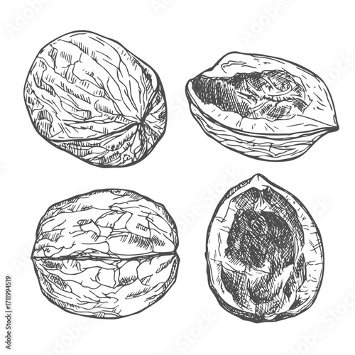 Walnut ink sketch set, hand drawn vector illustration.