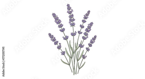 Wallpaper Mural Lavender bunch isolated. Torontodigital.ca