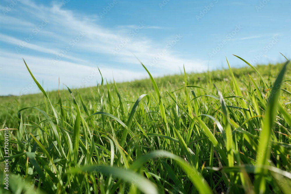 Obraz premium Vibrant Green Grass Under a Clear Blue Sky with Soft Clouds
