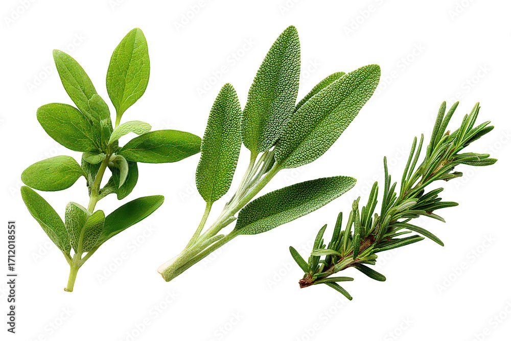 Obraz premium Fresh Herbs Display