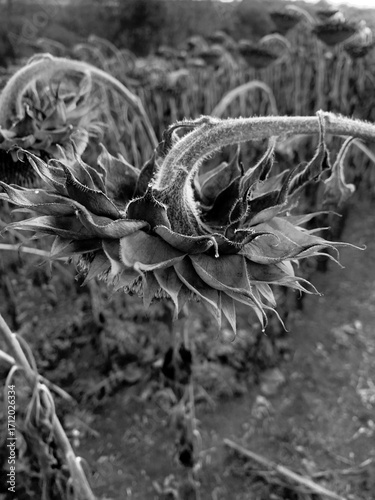 Black and white close-up of a dried sunflower head with curled petals. Minimalist nature concept