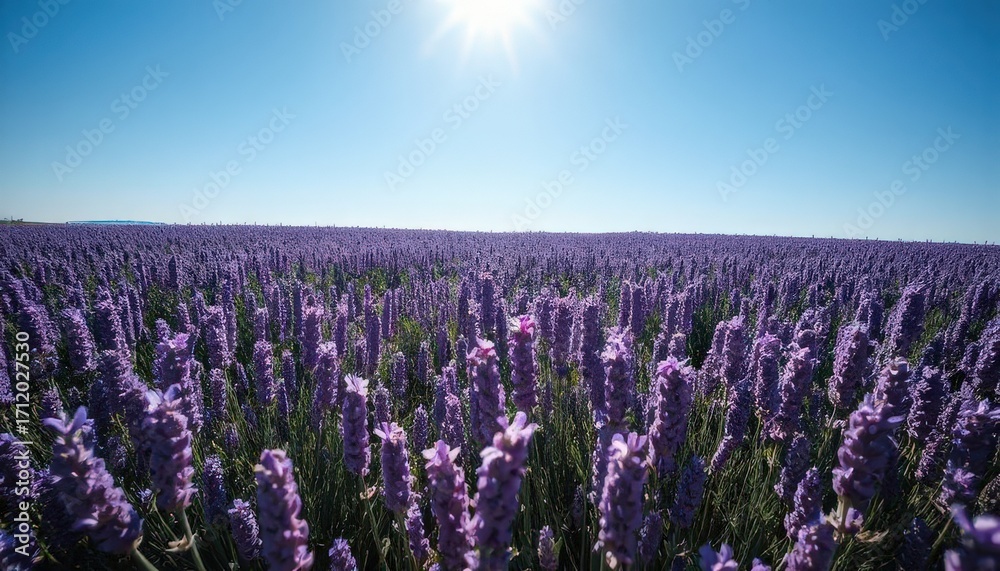 Fototapeta premium A vast field of blooming lavender flowers under a clear blue sky. The sun shines brightly, illuminating the vibrant purple hues of the plants.