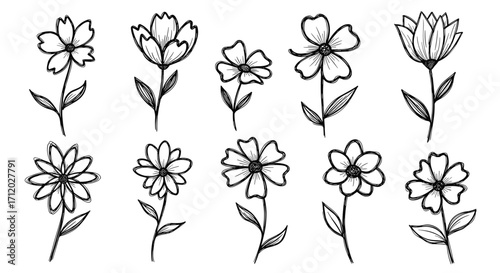 A collection of diverse hand-drawn floral illustrations featuring delicate petals and slender stems.