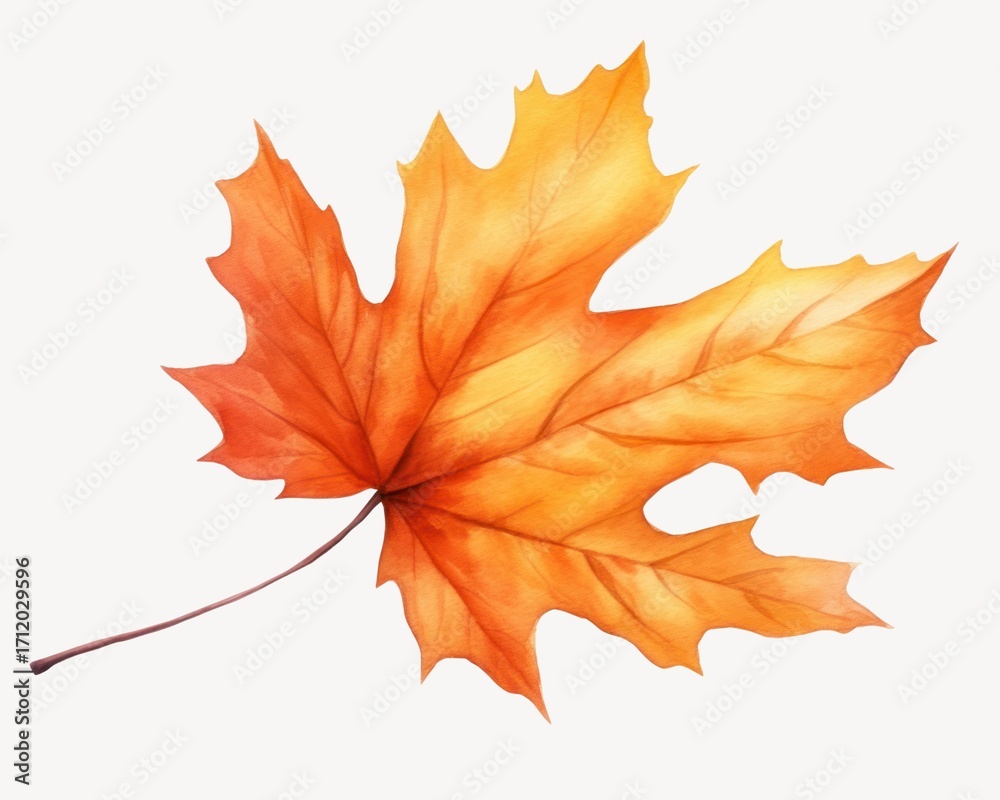 Obraz premium Leaf maple plant tree.