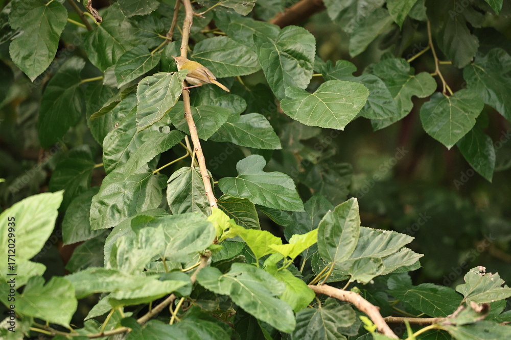 Obraz premium Small leaf warbler