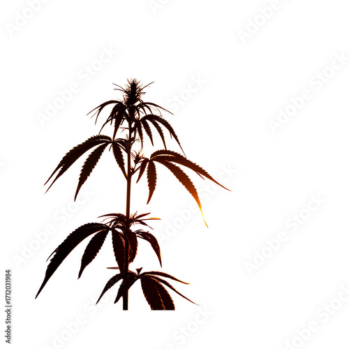 Silhouette of cannabis plant at sunrise transparent background png 