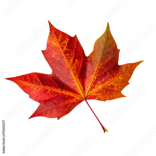American sweetgum leaf, isolated on transparent  background png 