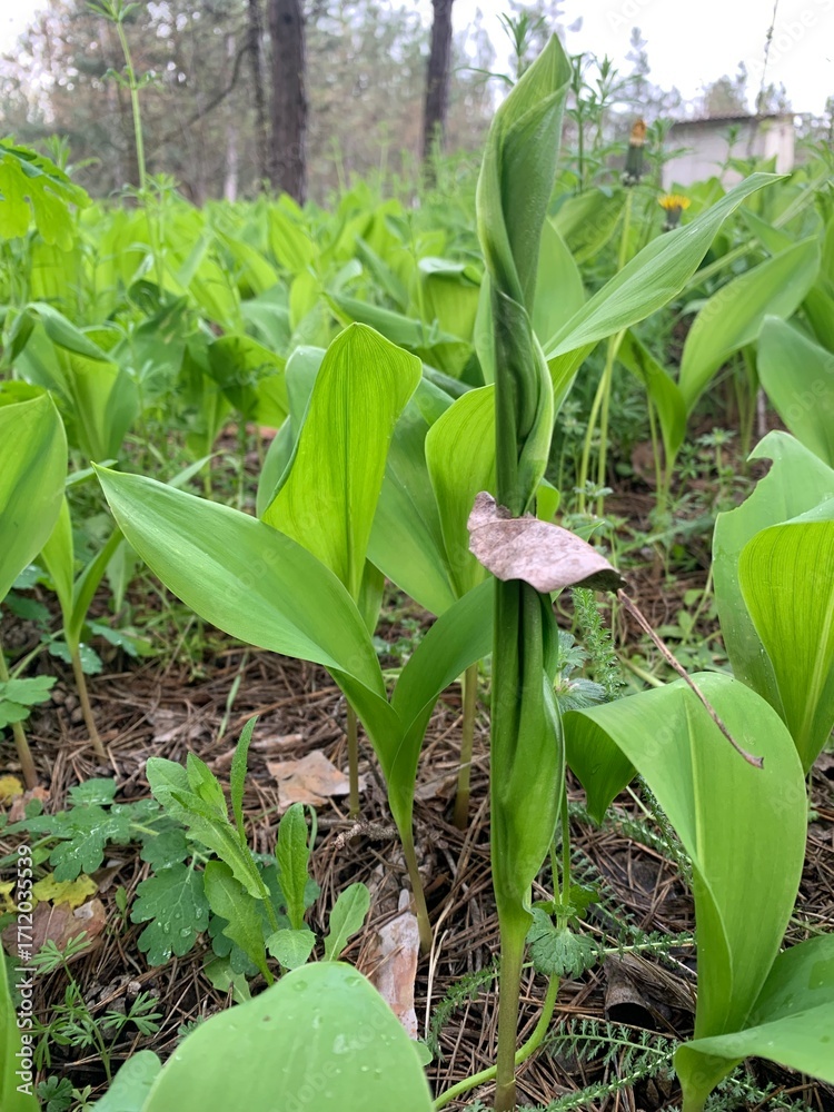 Obraz premium a field of lilies of the valley