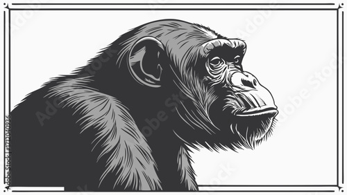 Chimpanzee Portrait Black and White Animal Illustration Graphic Design Wildlife Art Primate Image Zoo Animal Ape Monkey Vector Illustration Vintage Style Detailed Drawing Nature Artwo.