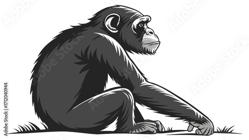 Chimpanzee sitting primate illustration wildlife design black and white ape zoo animal jungle creature vector art animal graphic ape portrait great ape monkey image monochrome primate.