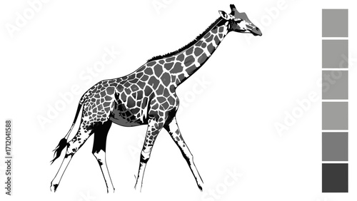 Stylized grayscale illustration of a giraffe walking perfect for design projects.