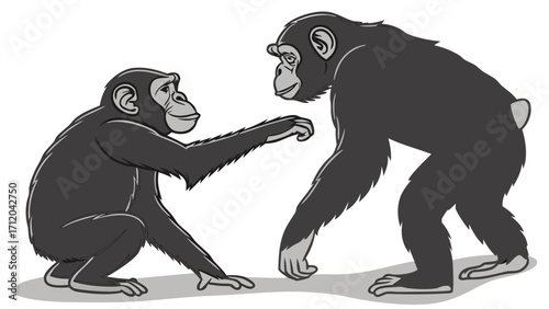 Two chimpanzees interacting primate illustration ape vector graphic animal drawing.