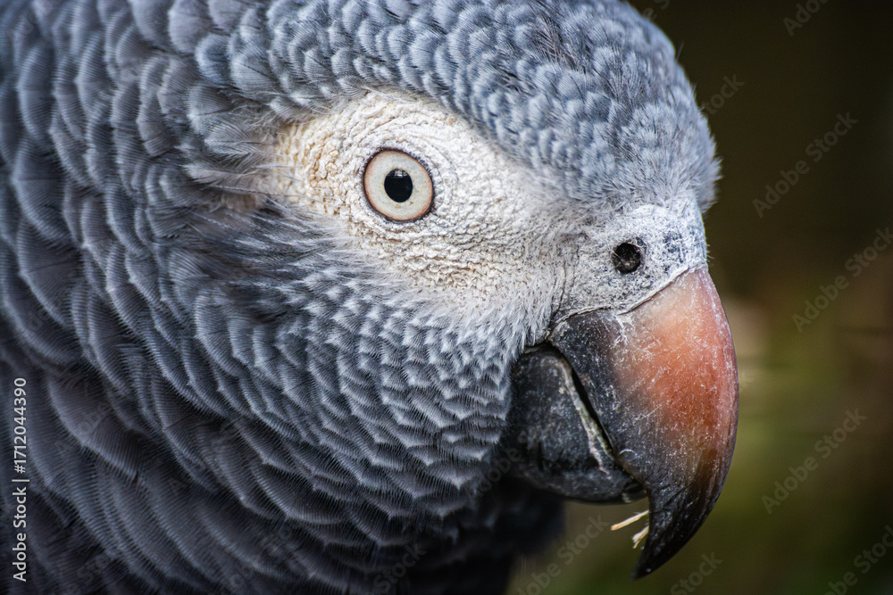 Obraz premium Gris du Gabon au zoo de Lille