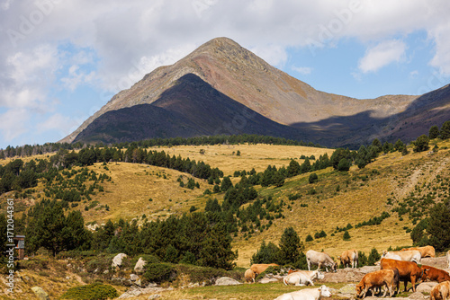 Troupeau de vaches en montagne au pied du Puig Peric