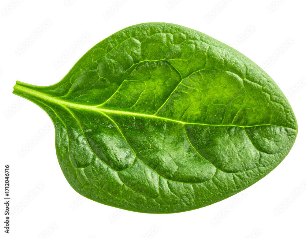 Obraz premium Spinat png