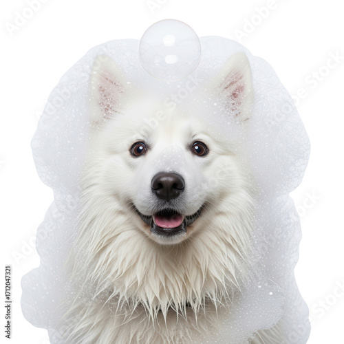 Happy white dog covered in soapy bubbles isolated PNG with Transparent Background
