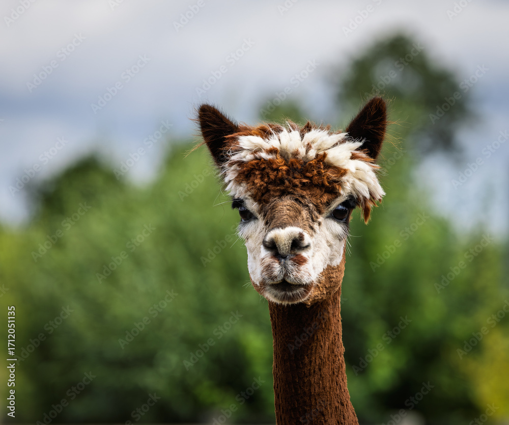 Obraz premium portrait of a llama
