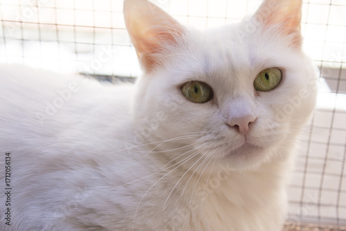 Portrait of a white cat with green eyes