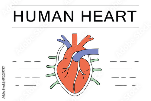 Detailed human heart diagram perfect for medical education or a health infographic, clearly labeled for anatomy study, showing arteries and veins