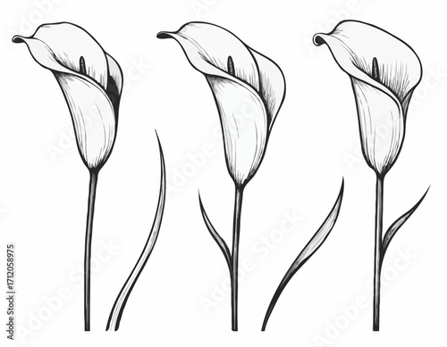 Set of calla lilies hand drawn sketch in doodle style illustration
