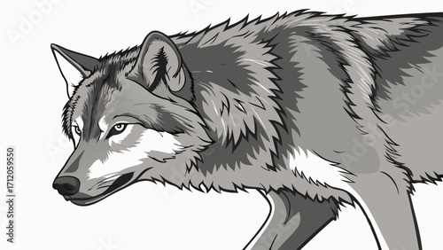 Gray Wolf Portrait Canine Headshot Wild Animal Illustration Monochrome Vector Graphic Predator Art Wildlife Design Grey Wolf Drawing Wolf Head Animal Illustration Nature Artwork Gray W.