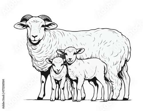 Sheep Ram Lamb family hand drawn sketch Vector illustration Farming