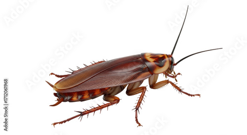 Canvastavla Isolated pest insect crawling viewed from above, brown cockroach with antennae a