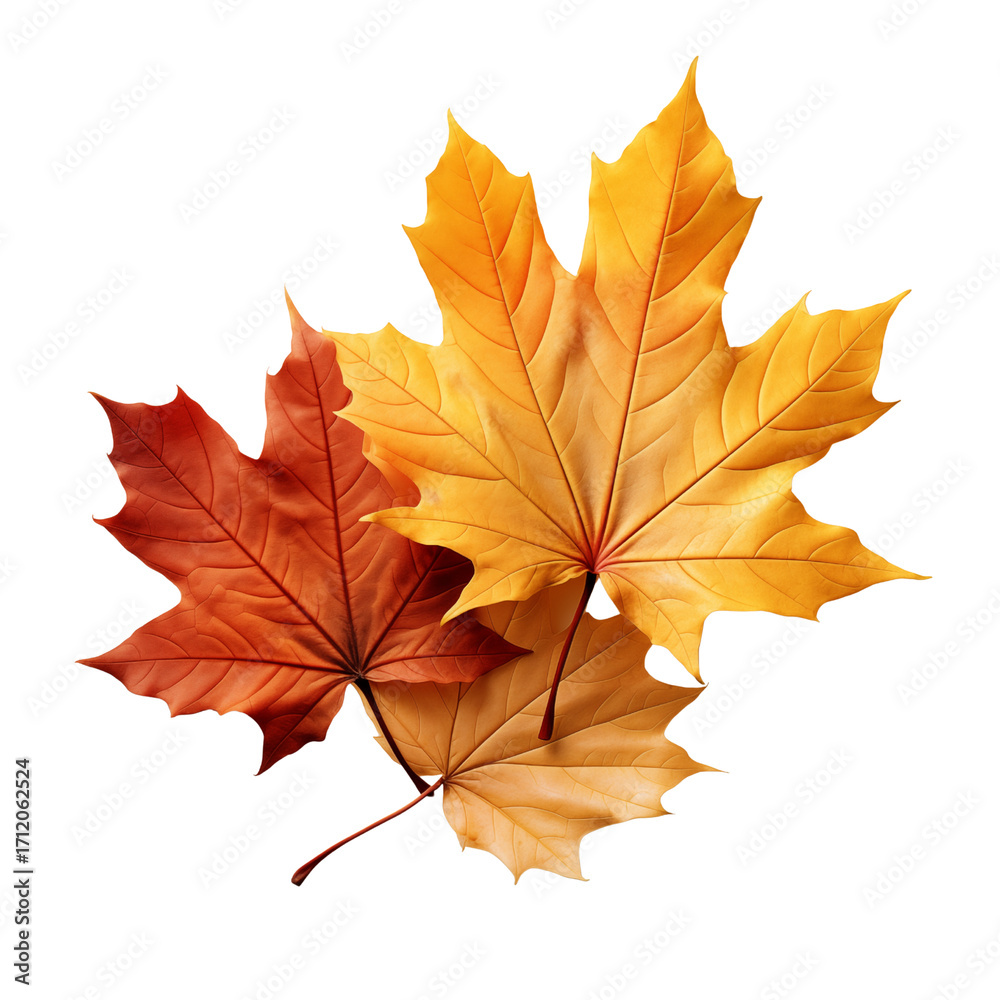 Obraz premium Autumn leaves decor isolated on transparent background