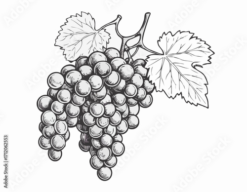 Bunch of grapes sketch hand drawn engraved style Vector illustration.
