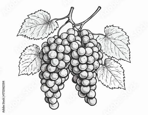 Bunch of grapes sketch hand drawn engraved style Vector illustration.