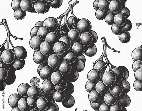 Bunch of grapes sketch hand drawn engraved style Vector illustration.