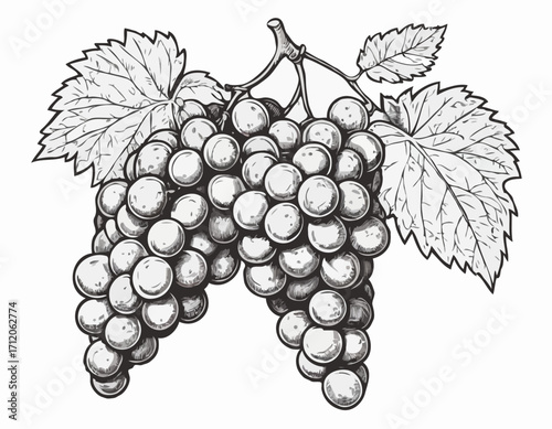 Bunch of grapes sketch hand drawn engraved style Vector illustration.